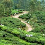 India - Kerala - Munnar Tea Plantation - Voyages Personnalisés