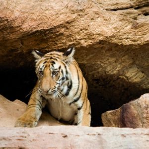Tailor made tours by Voyages Personnalisés - Madhya Pradesh - Pench - Tiger